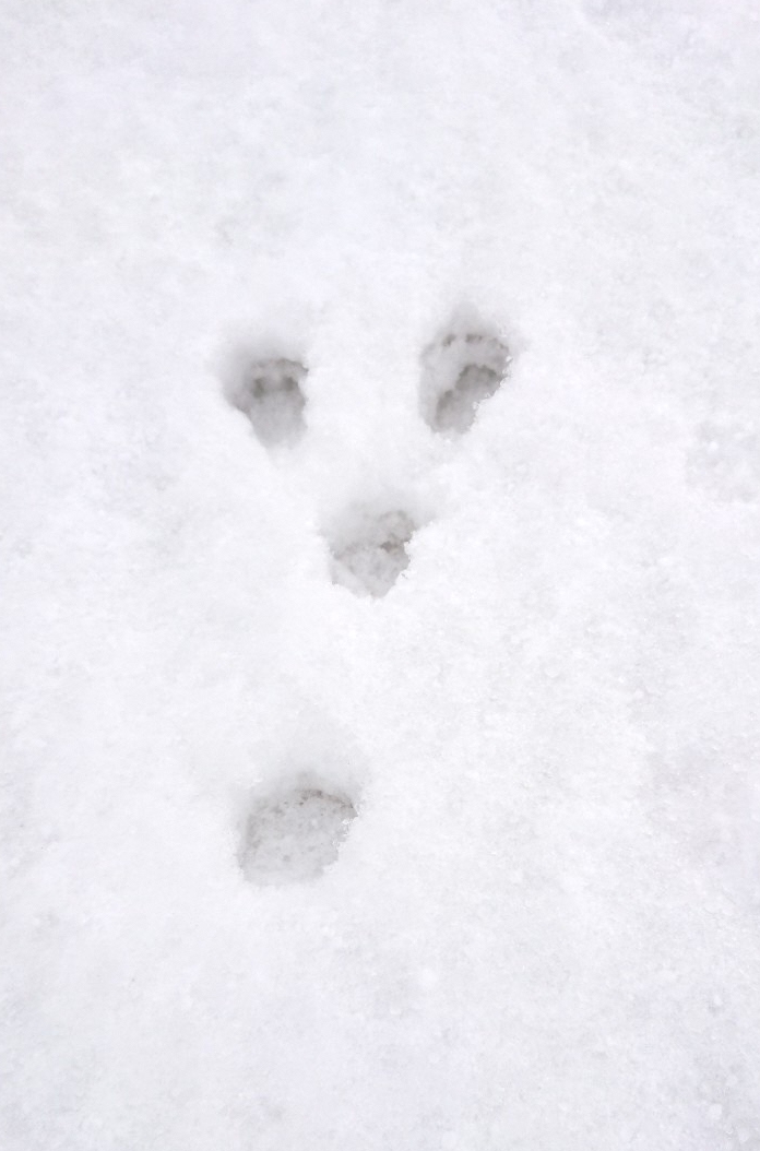 ふるさとの物語 第45回「雪上に残った足跡」~えさ探し回る動物たち~