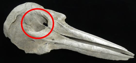 ふるさとの物語　第２０３回　カマイルカの頭骨　　　　　～鼻の位置は頭の上～